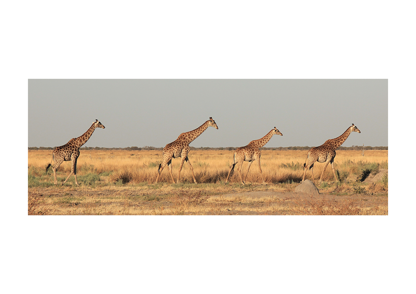 Giraffe Botswana Train