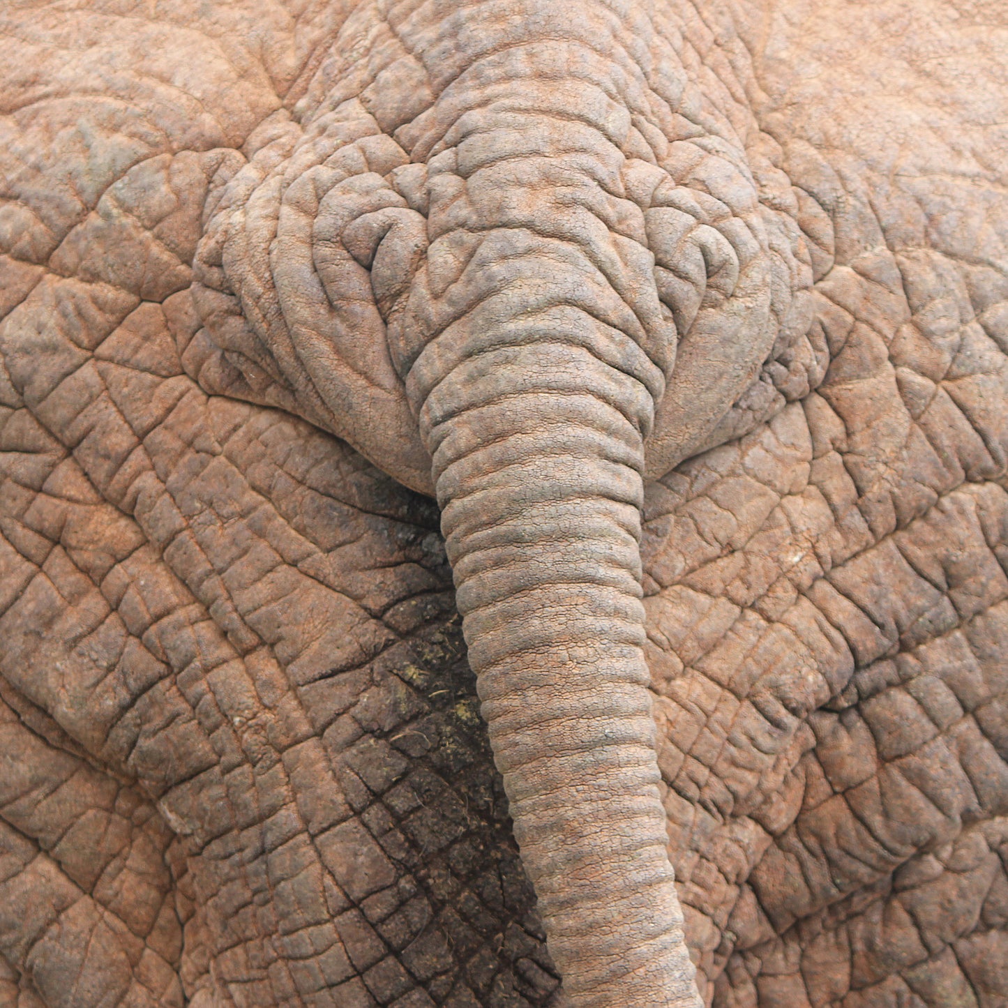 Back End African Elephant