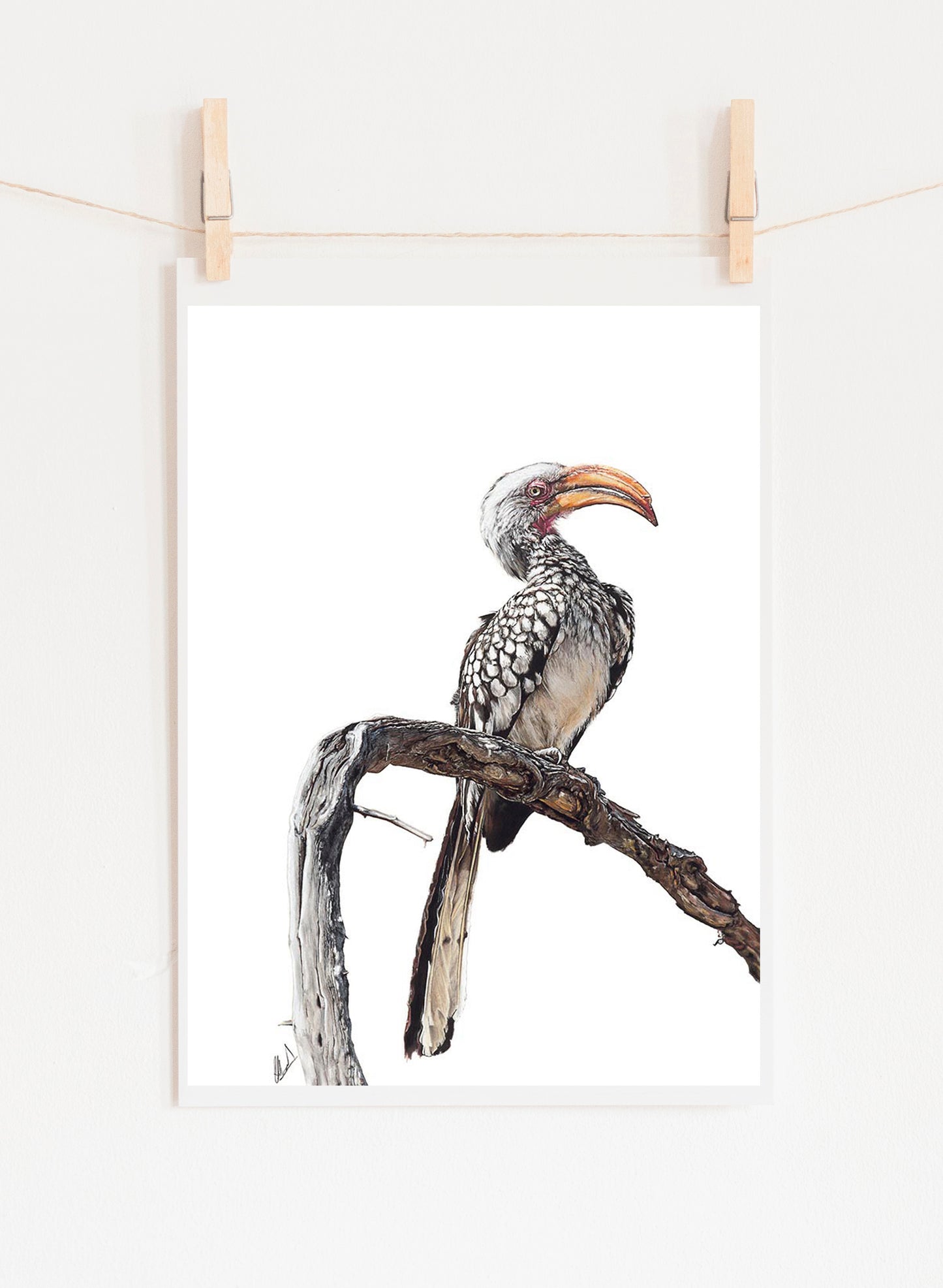 Southern Yellow-Billed Hornbill