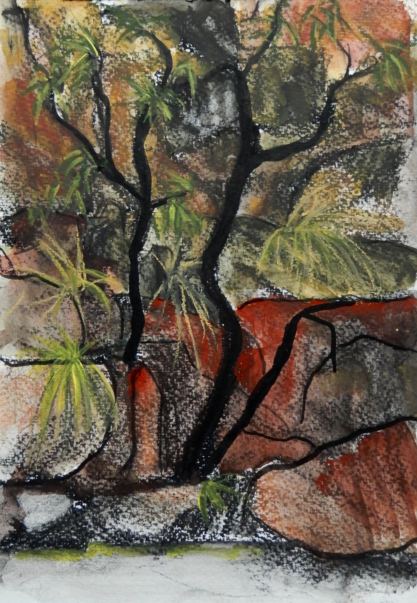 Kakadu 1