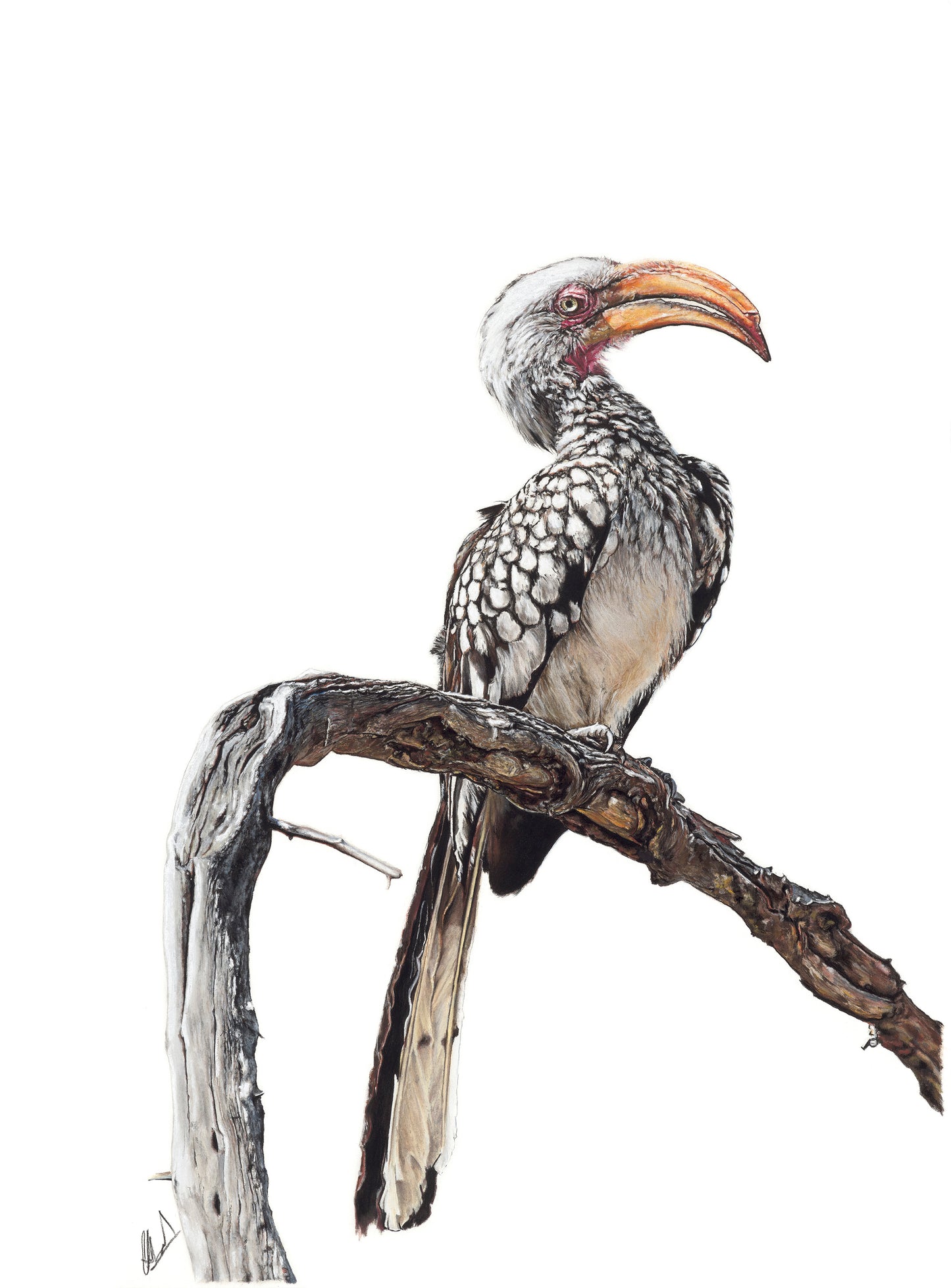 Southern Yellow-Billed Hornbill