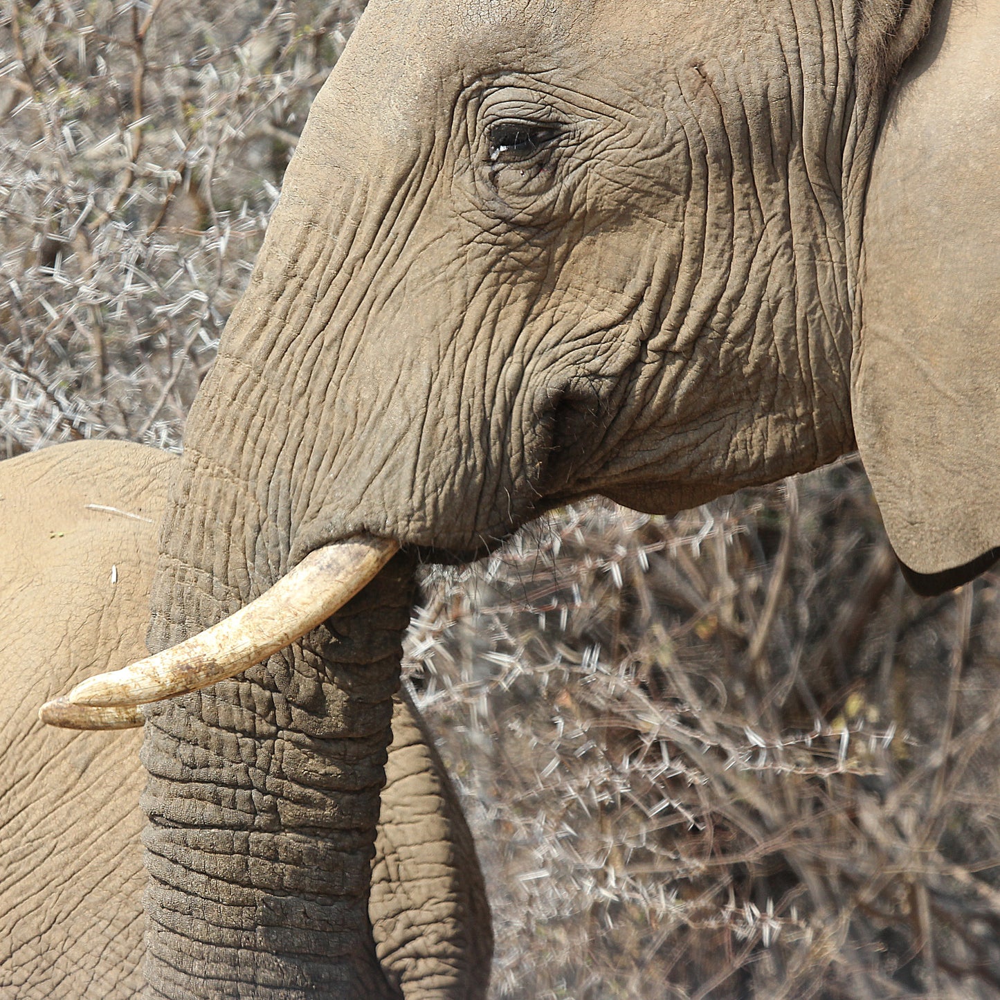 Tusk