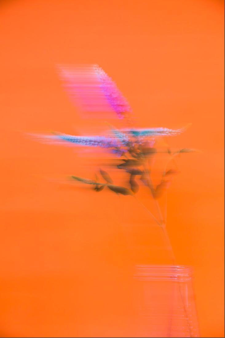 Untitled by Tara O'Hehir
