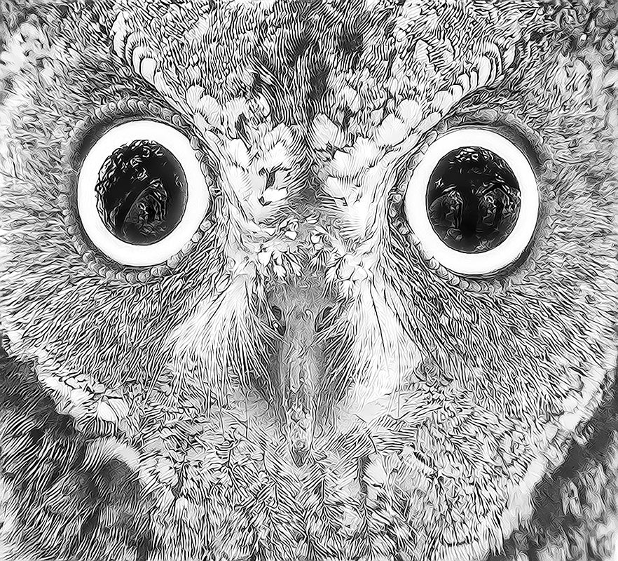 African Scops Owl