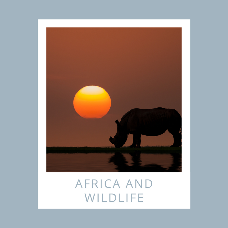Africa and wildlife
