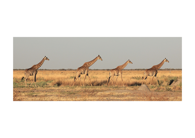Giraffe Botswana Train