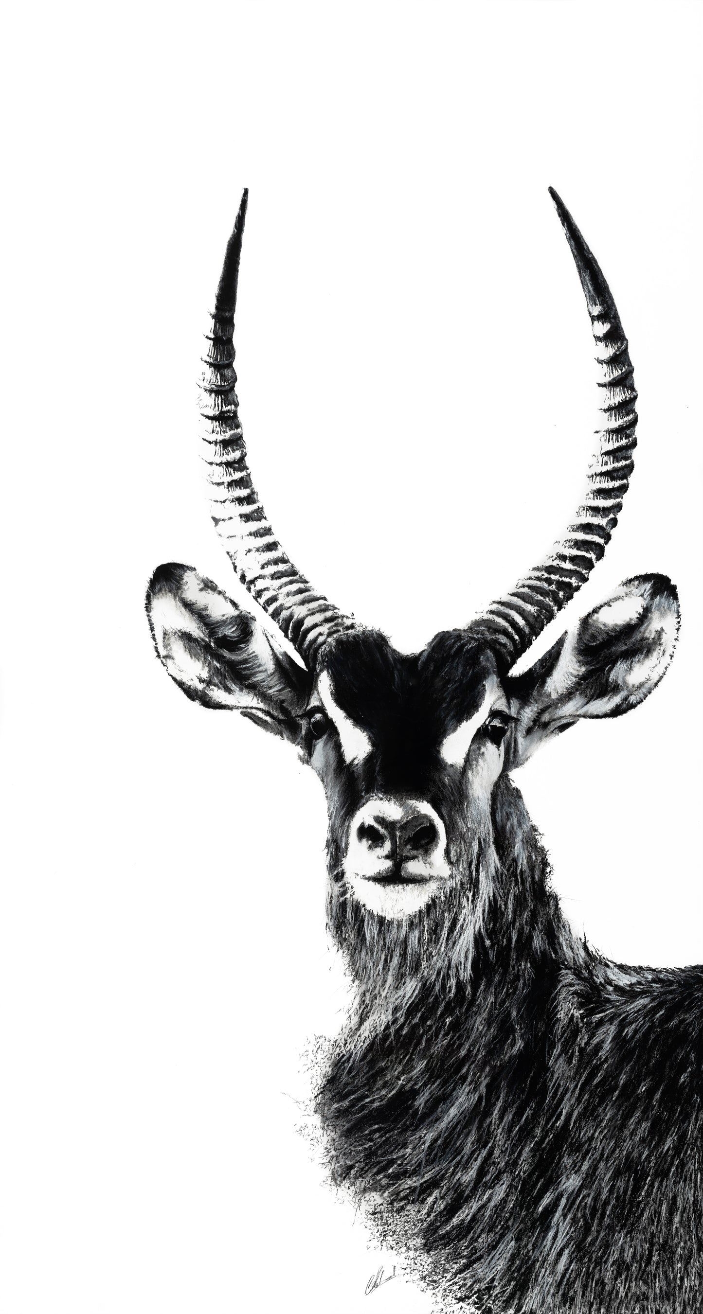 Waterbuck