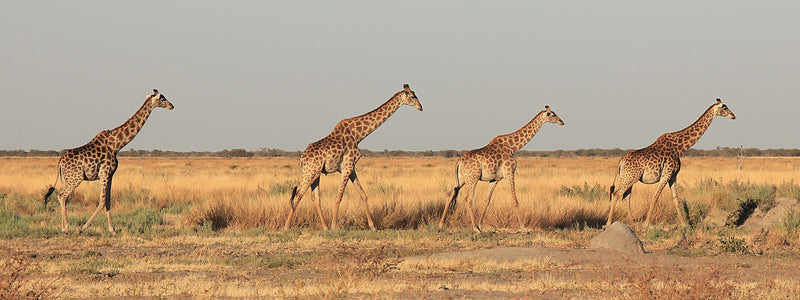 Giraffe Botswana Train