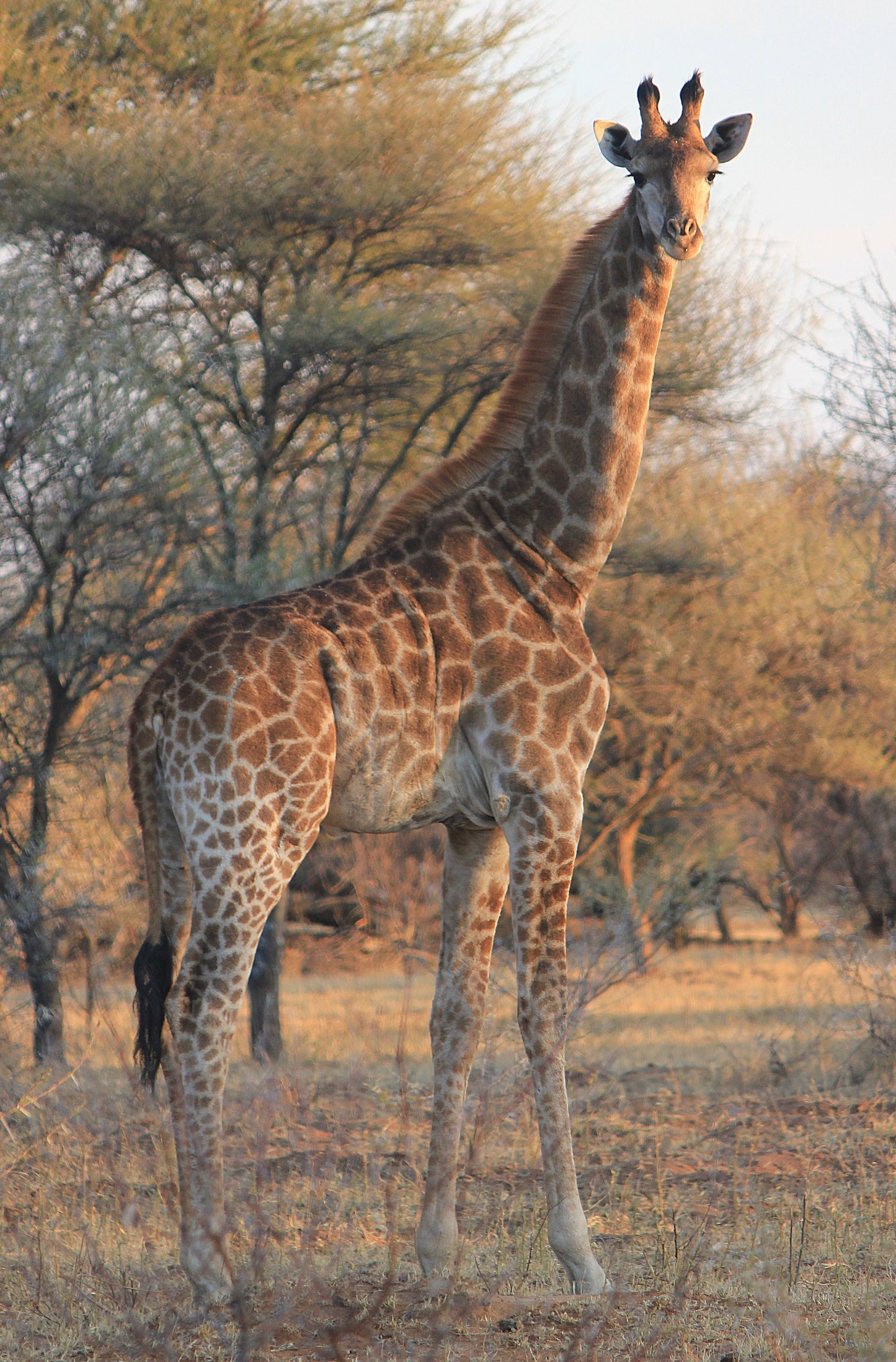 Giraffe Botswana
