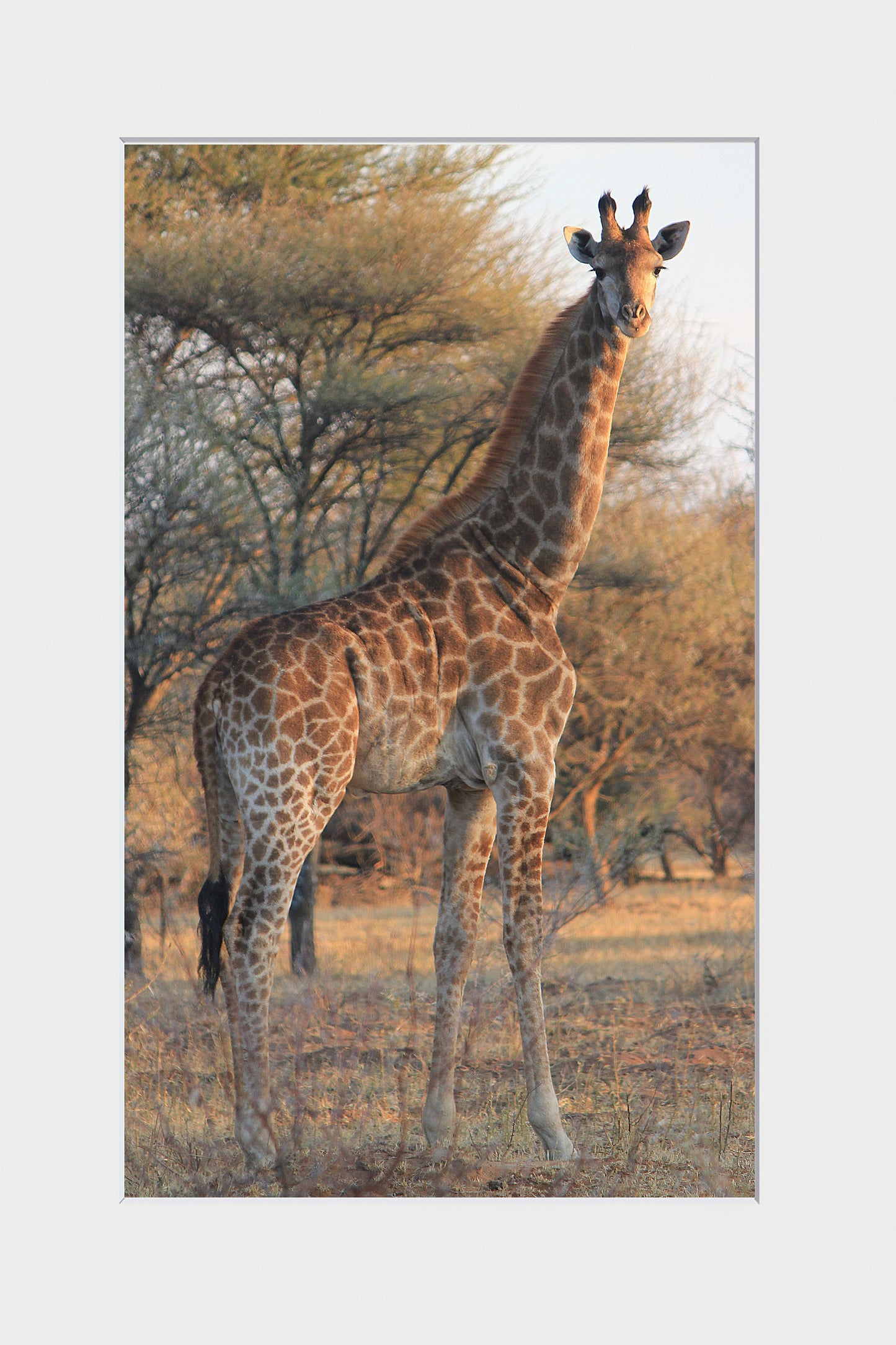 Giraffe Botswana