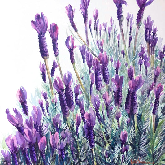 Mauve Mist