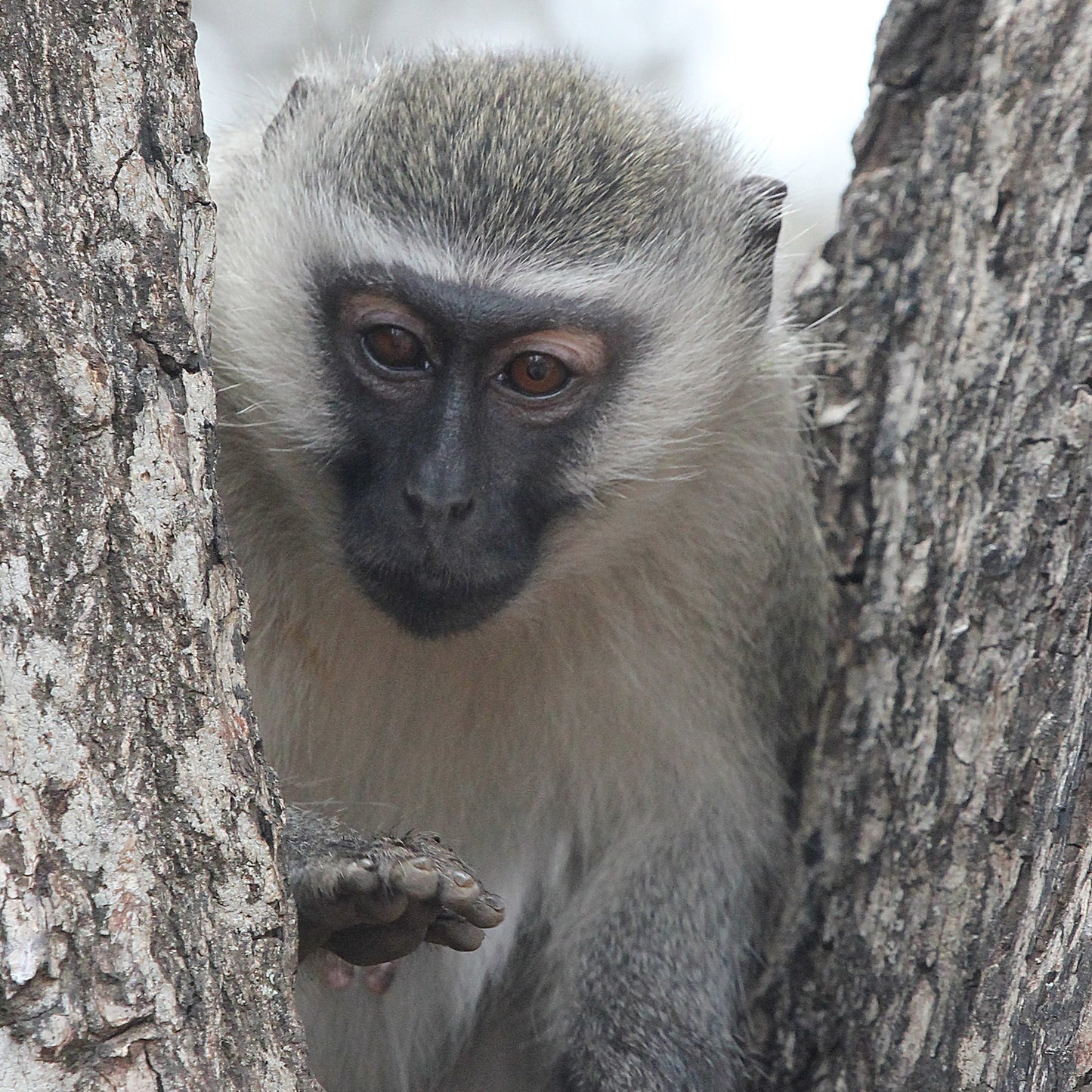 Monkey in Tree