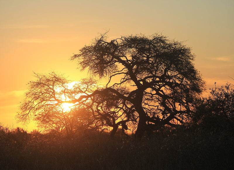 Sunset Through Acacia Tree