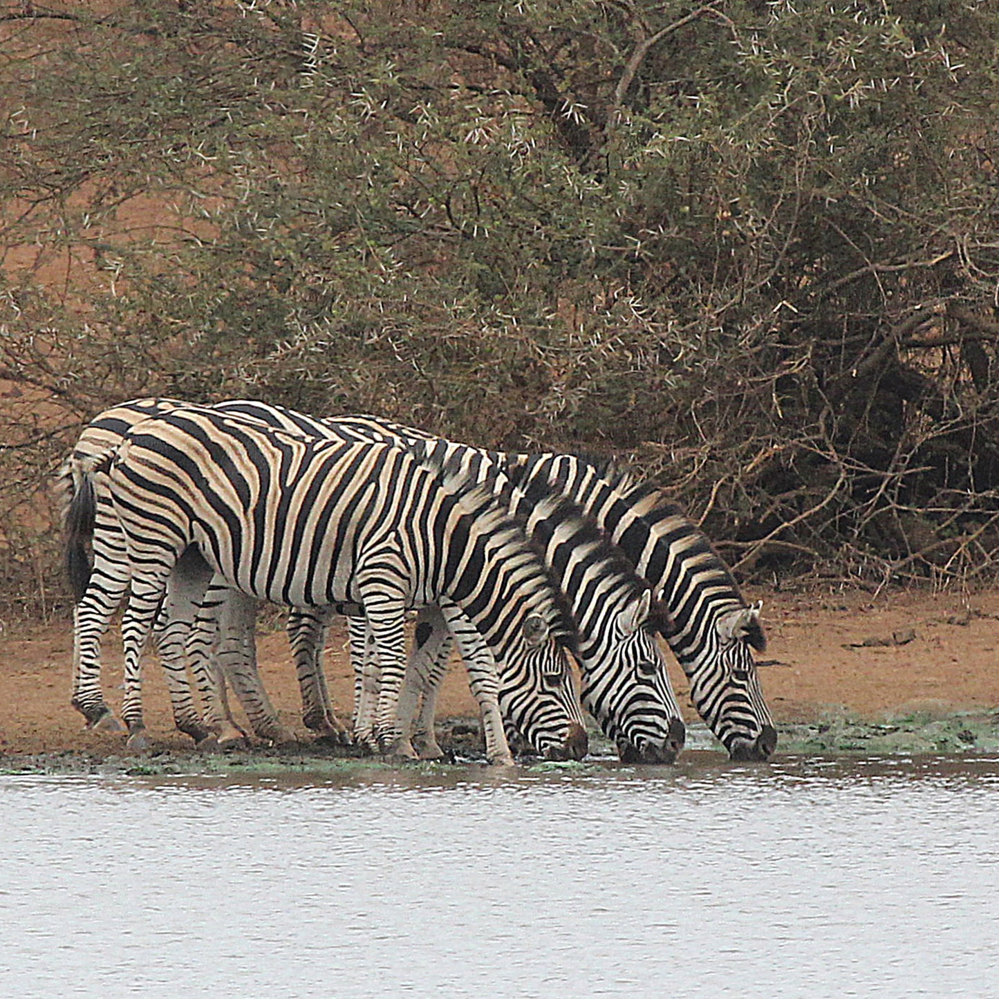 Three Zebras