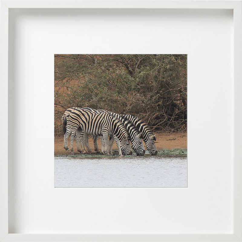 Three Zebras
