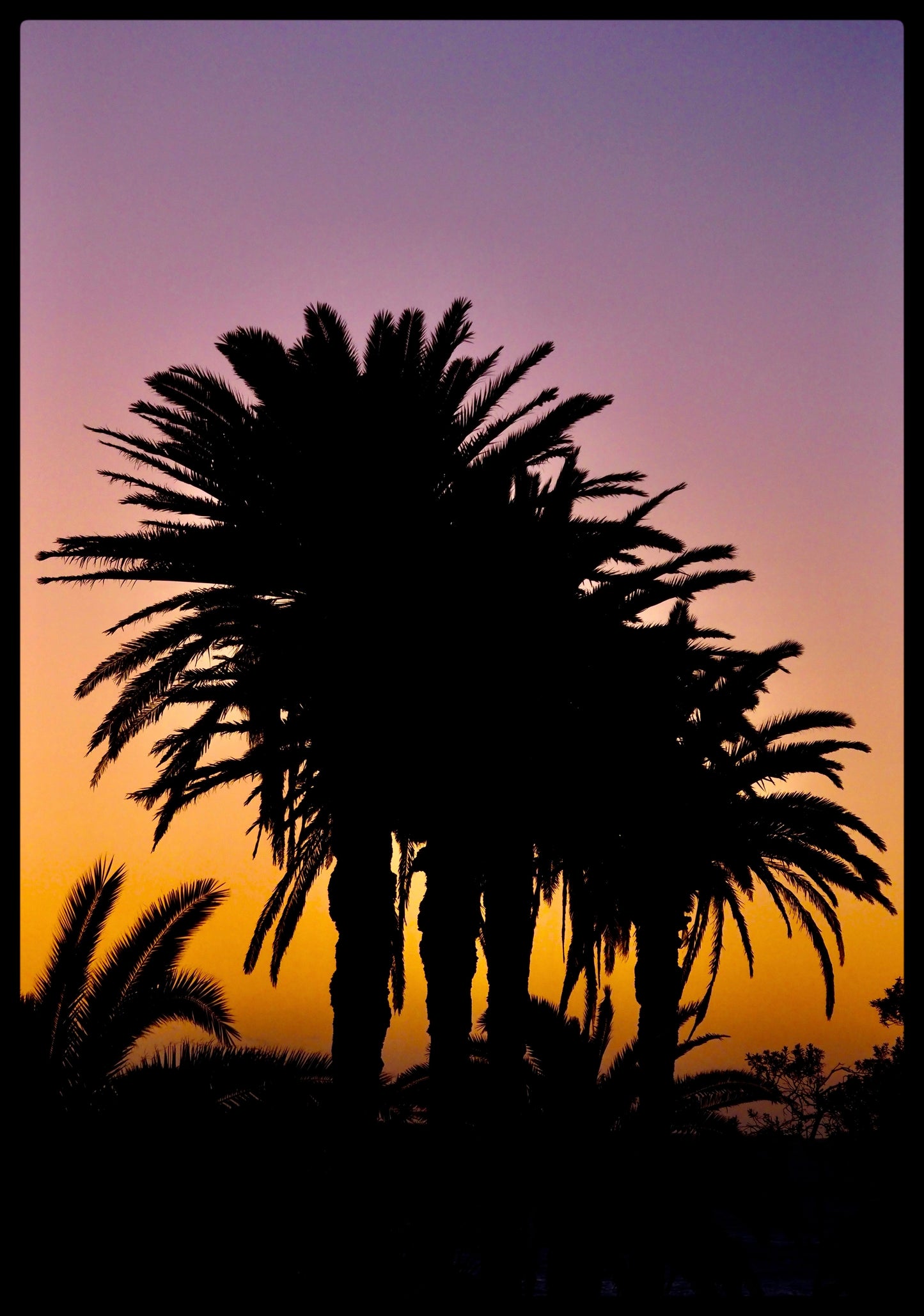 Tropical Sunrise, Bronte Beach