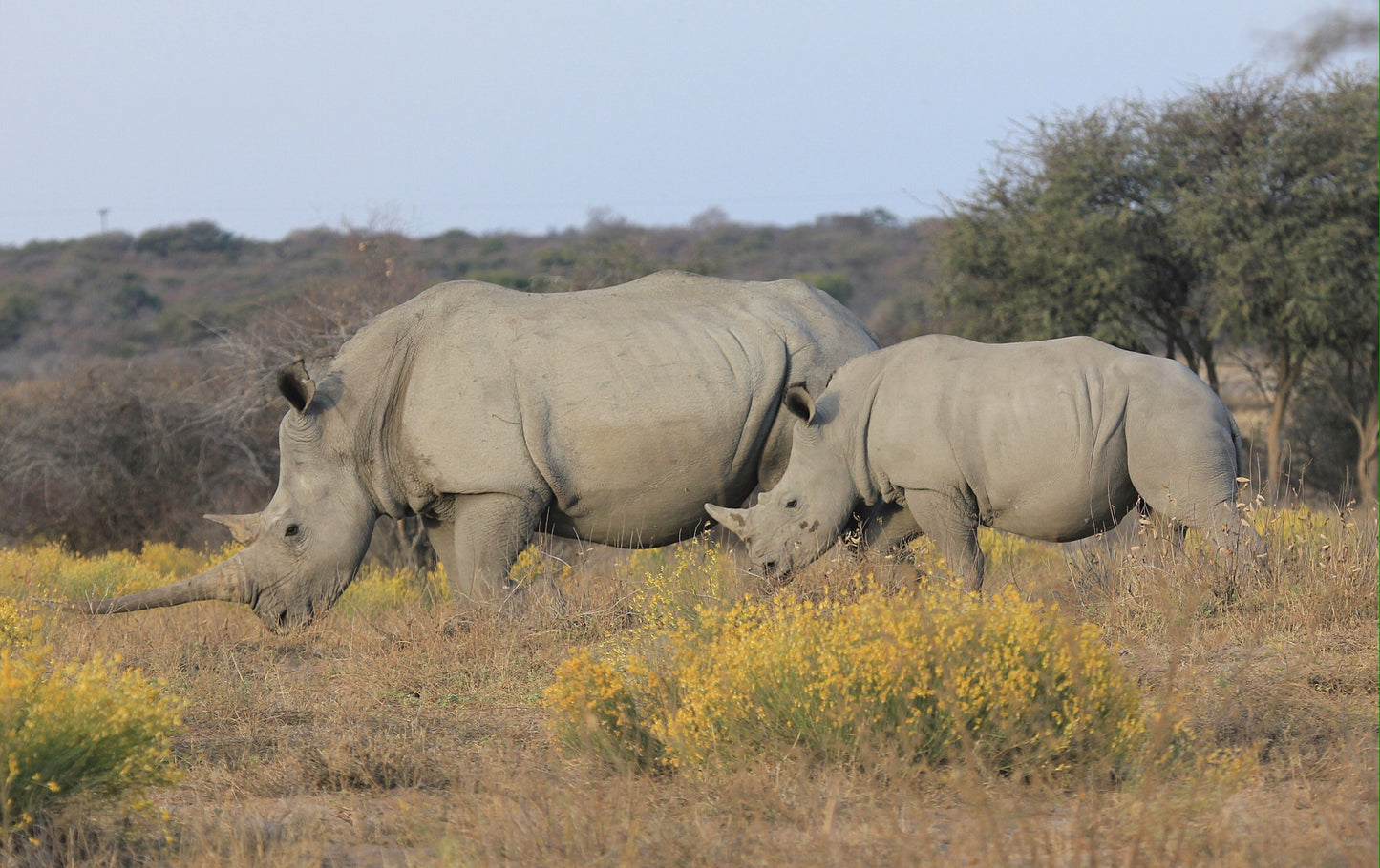 Two Rhinoceros