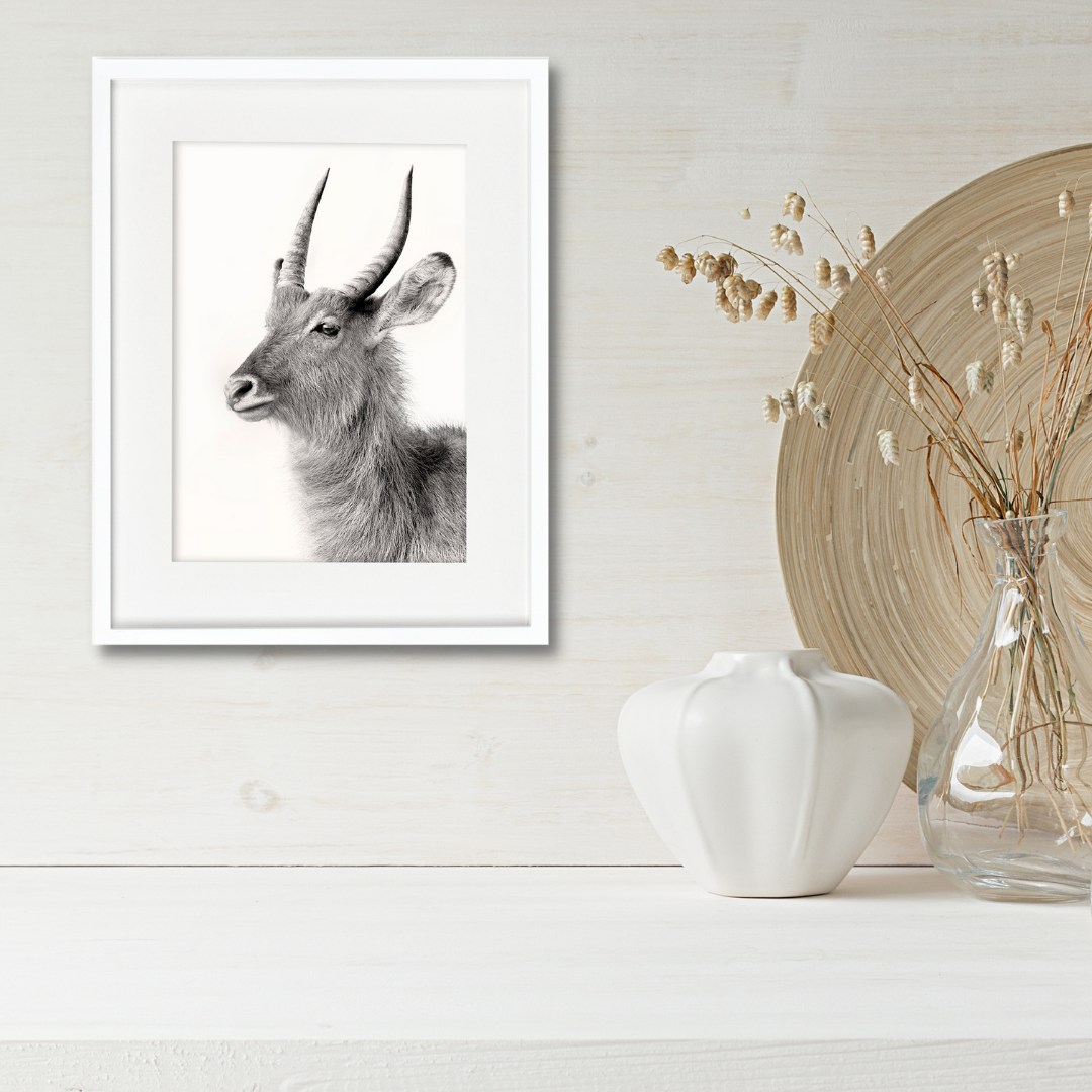 Waterbuck