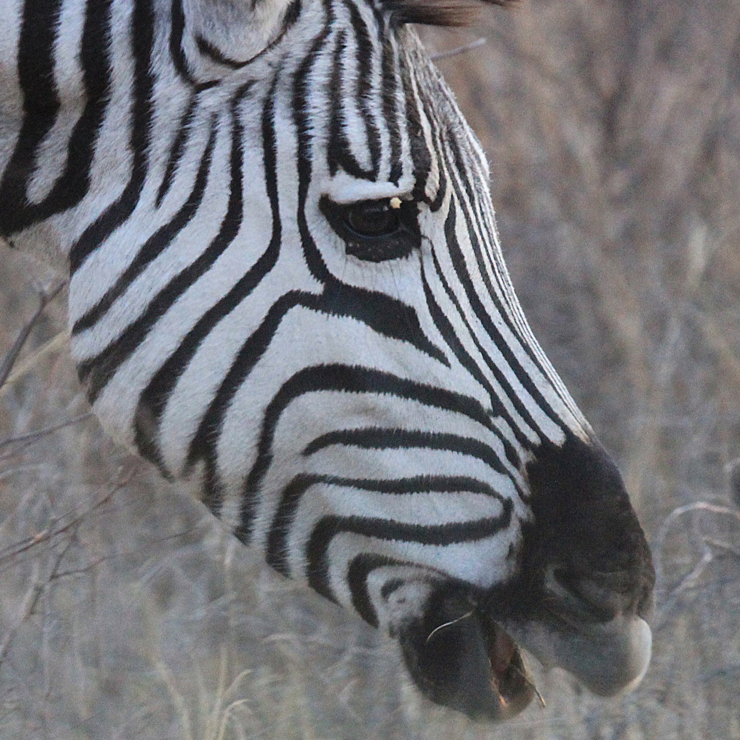 Zebra Profile 2