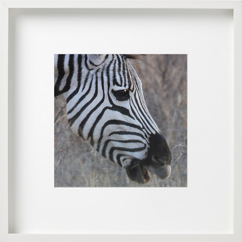 Zebra Profile 2