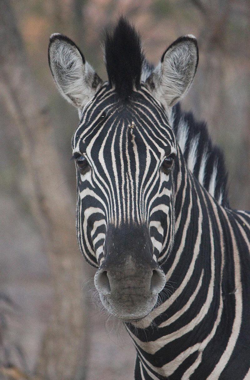 Zebra Head On