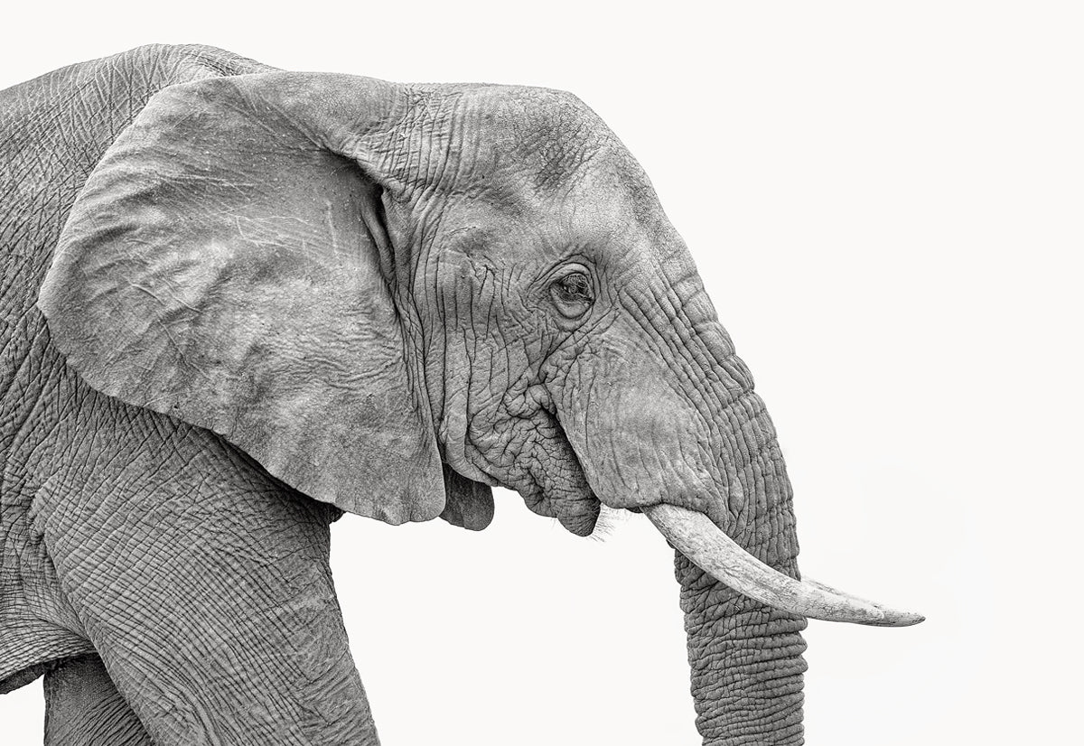 African Elephant