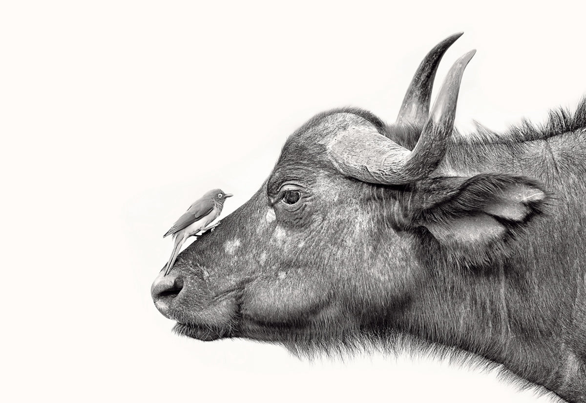 Cape Buffalo and Oxpecker