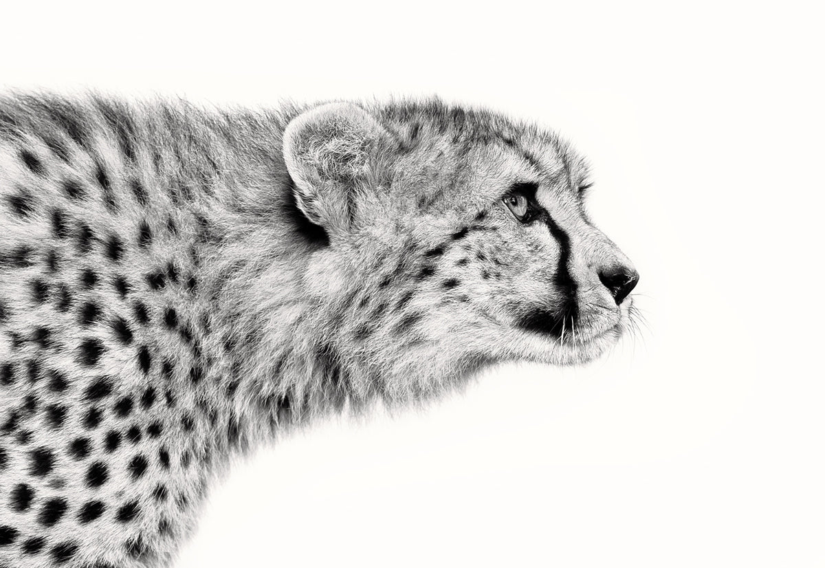 Cheetah