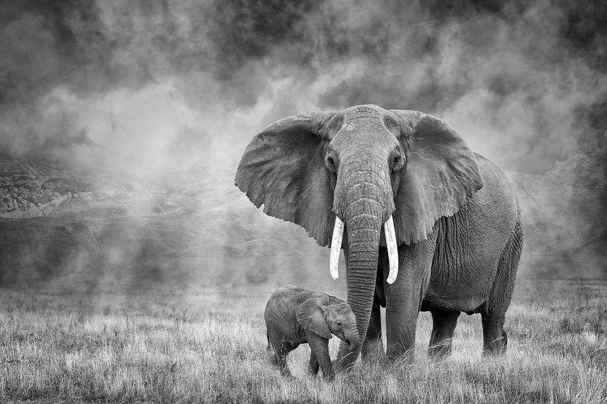 African Elephant and Calf