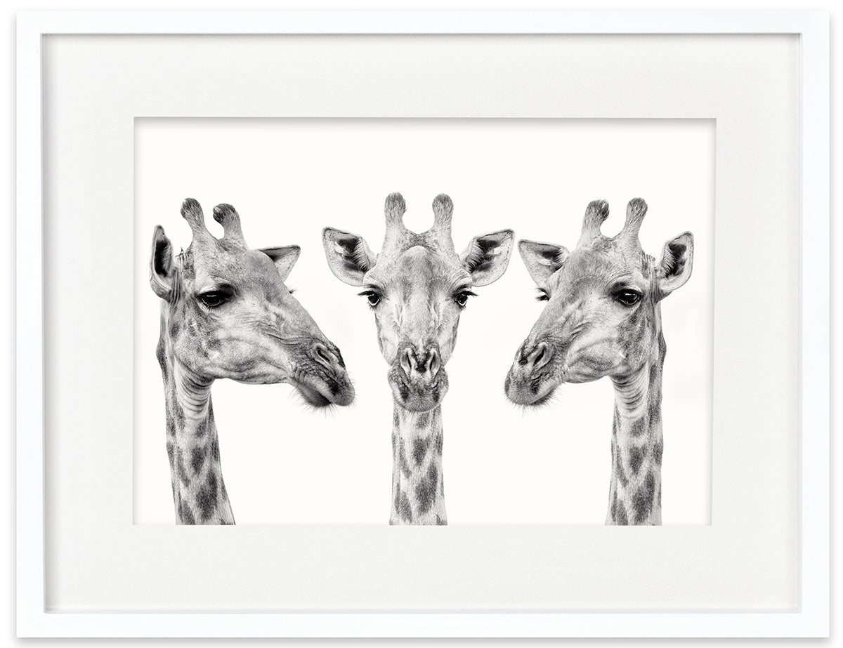 Giraffe Trio