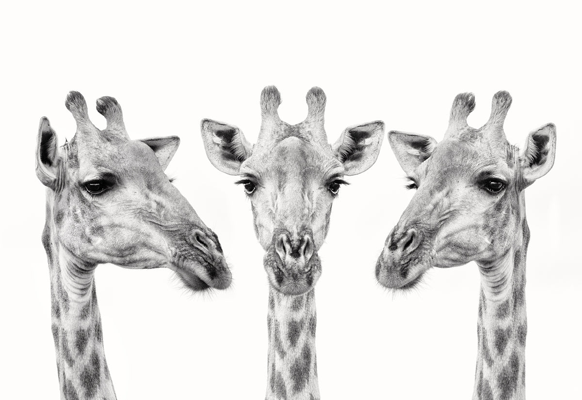 Giraffe Trio