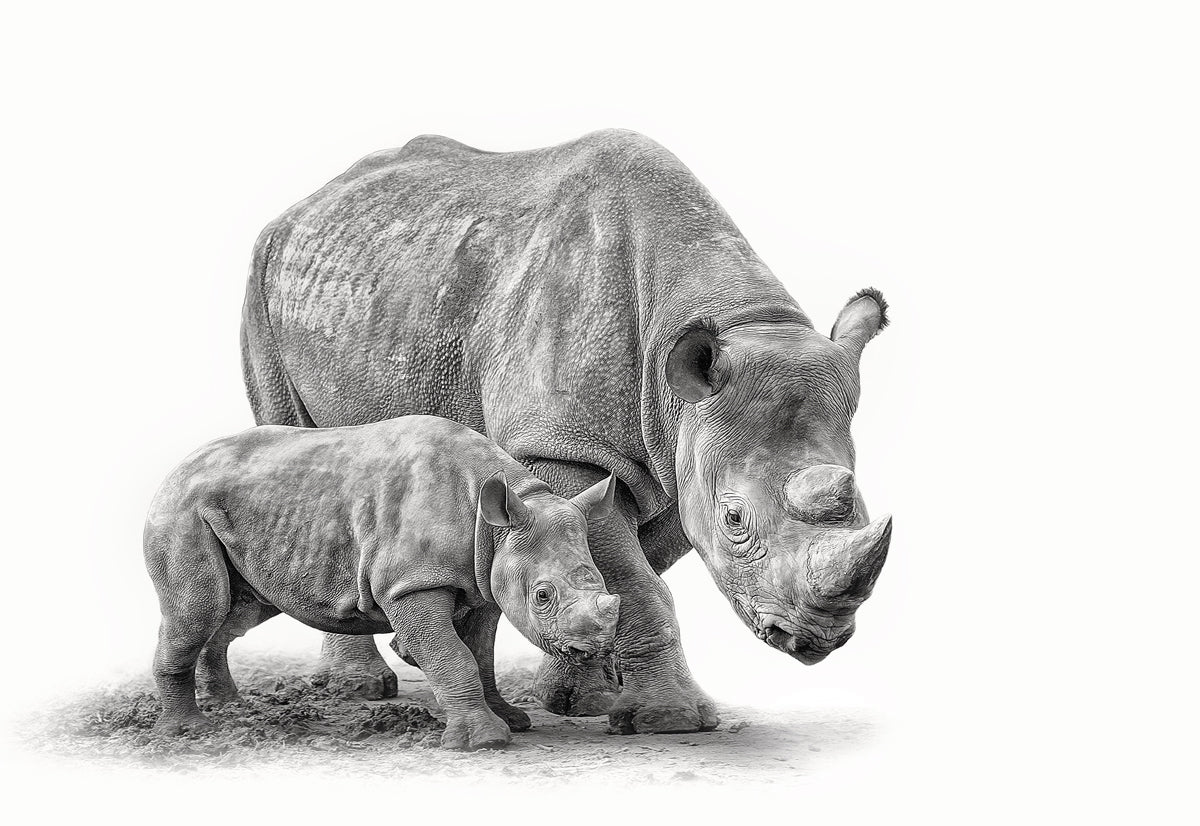 Rhinoceros and Calf