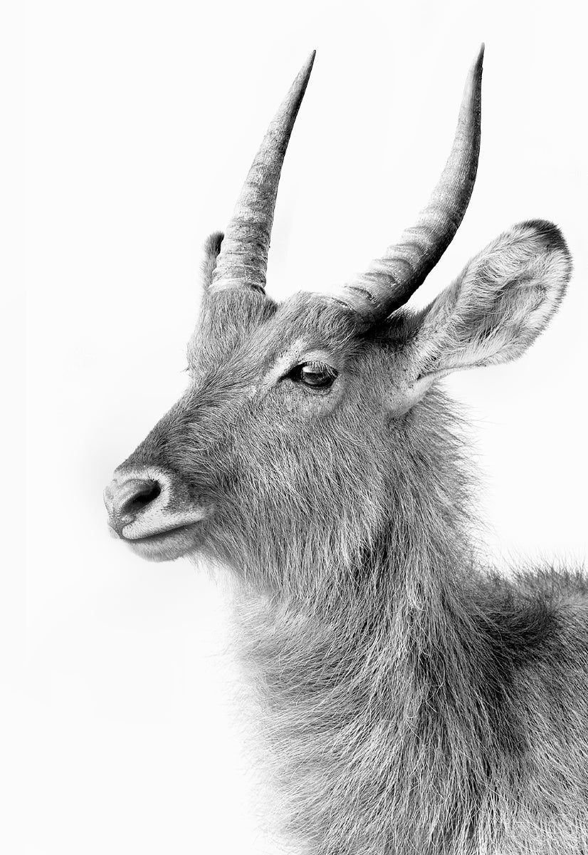 Waterbuck