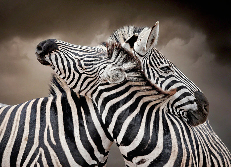 Zebras Entwined