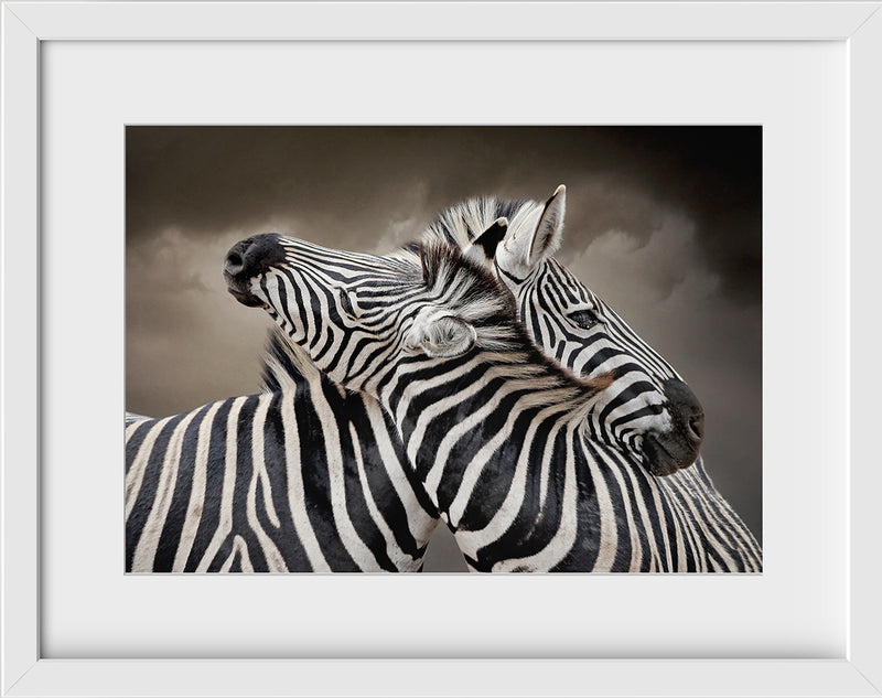 Zebras Entwined